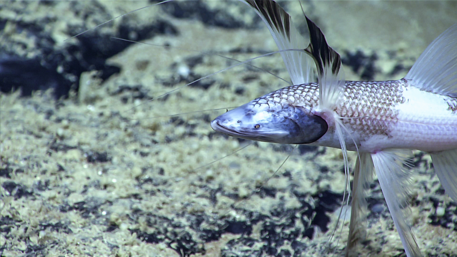 A tripod fish perched above the deep ocean floor on its elongated fin rays.
